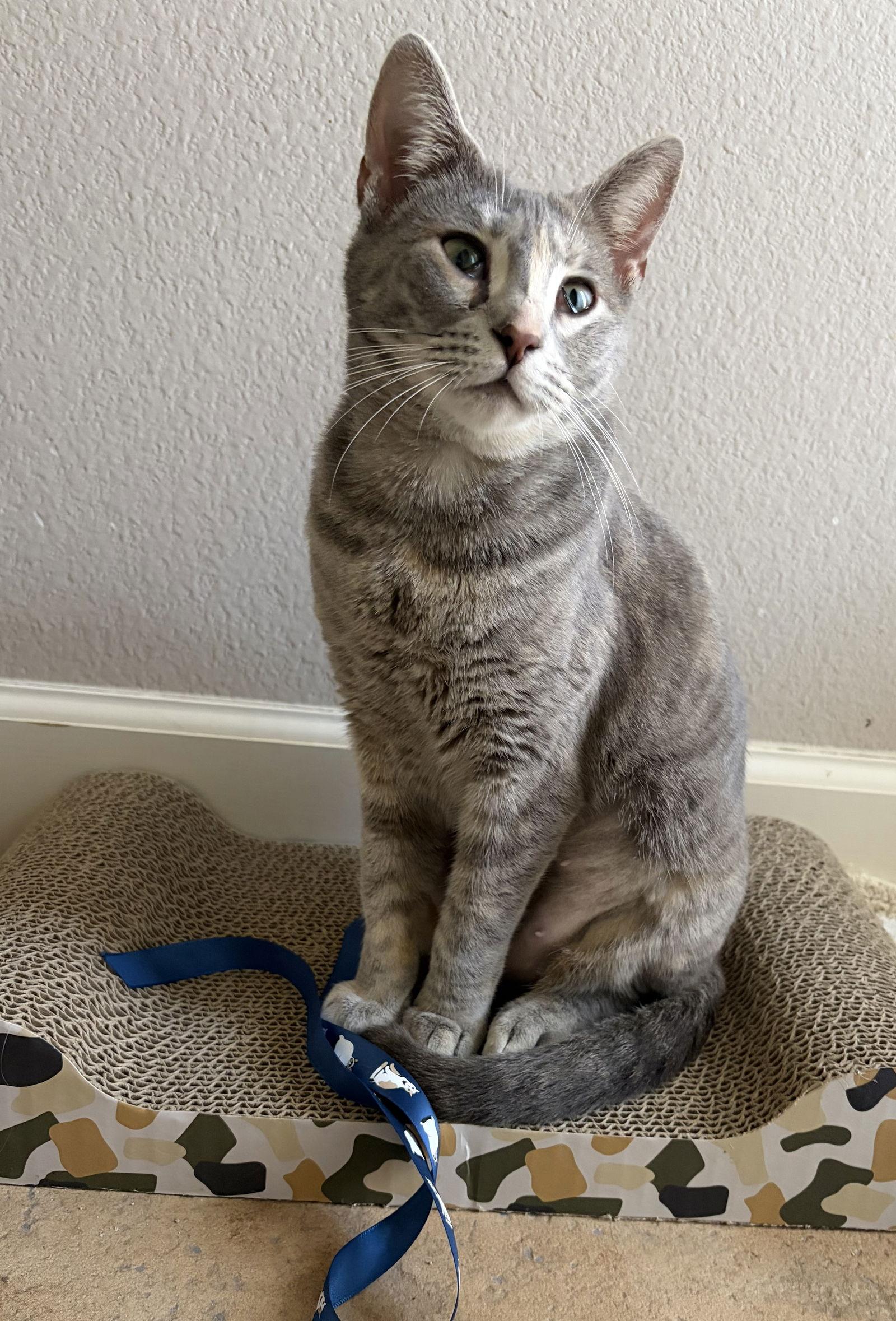 Frankie, Adoptable, Adult Female Calico.