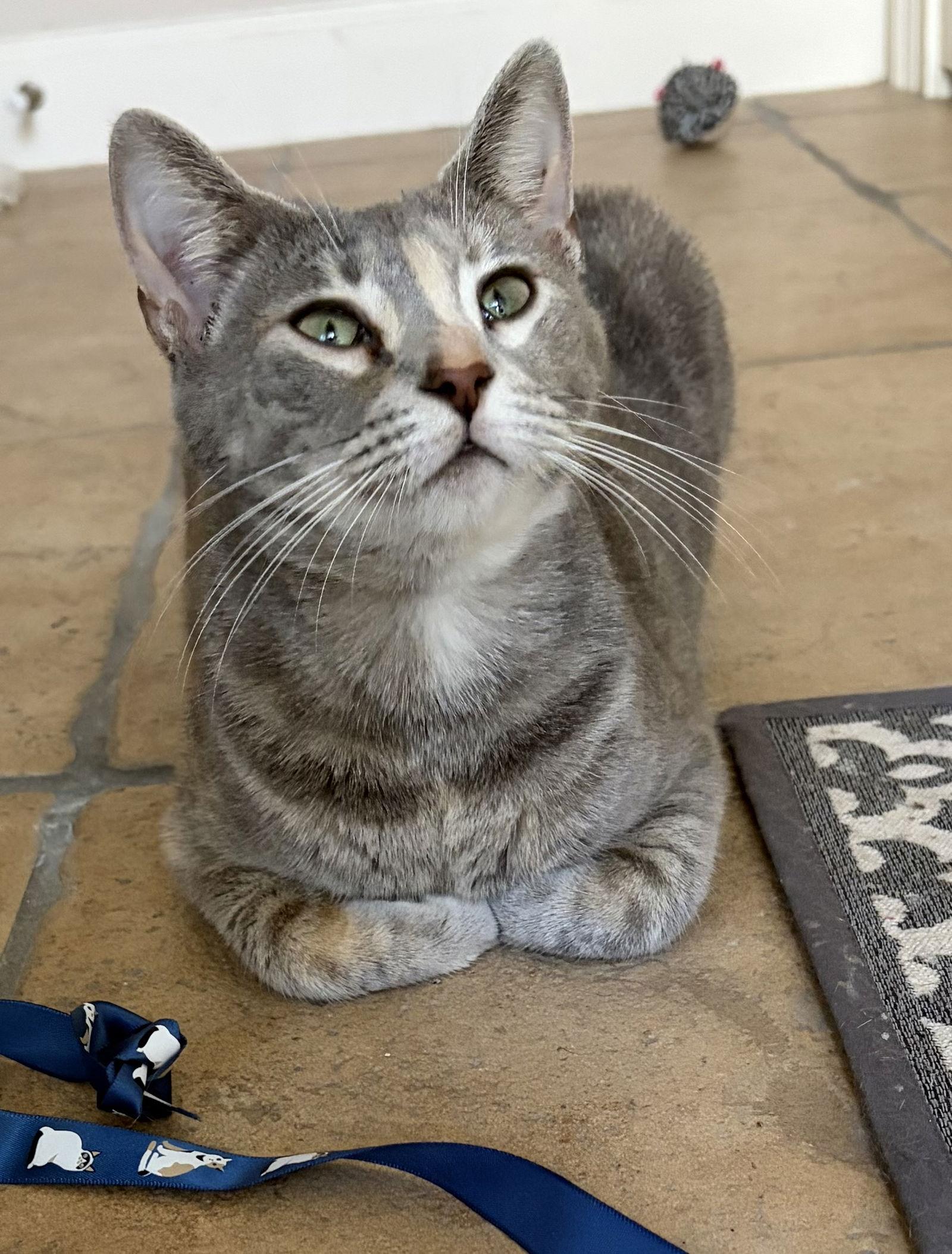Enlarge Frankie, a Adoptable Calico in Orlando, FL image 2/3