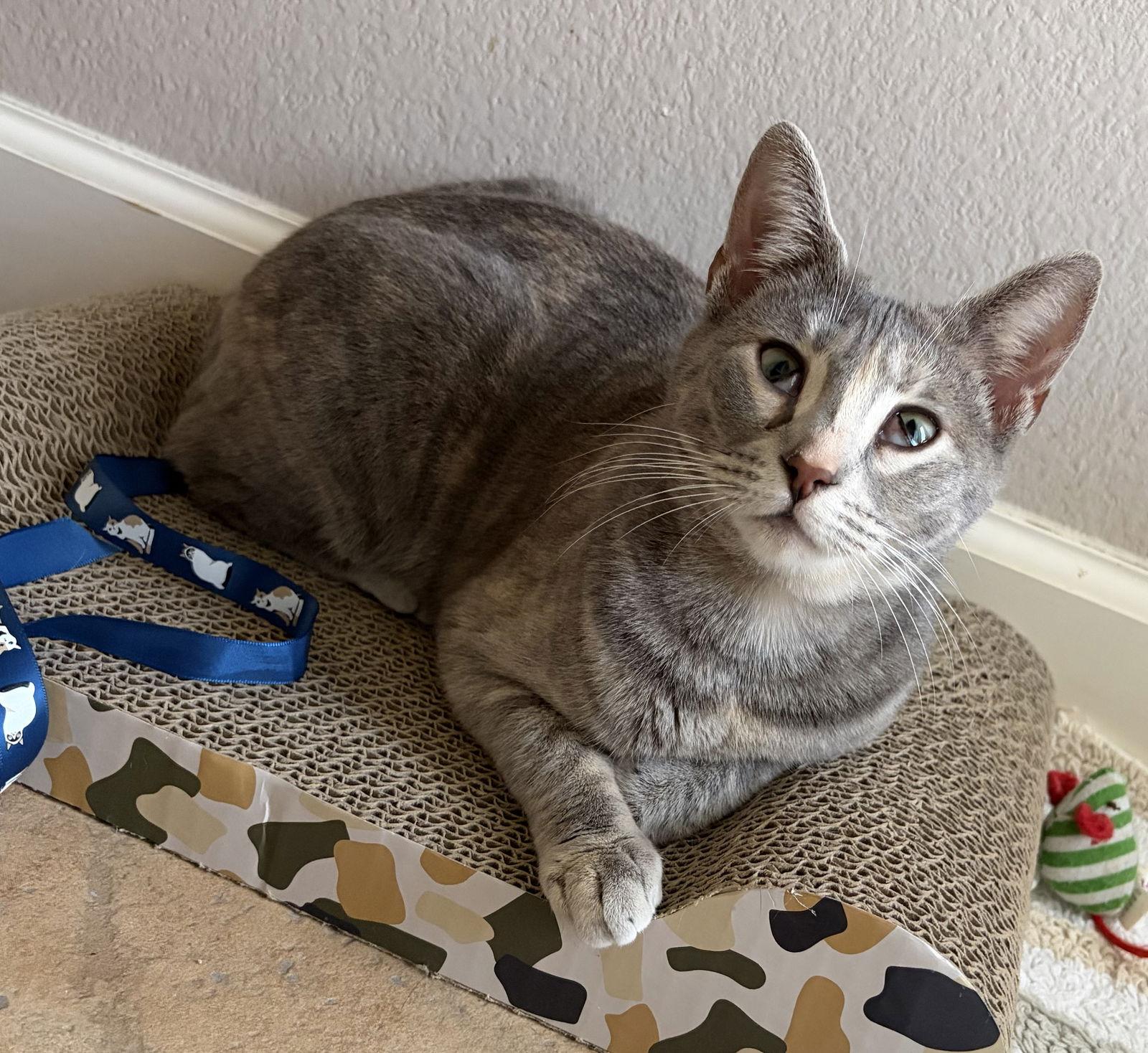 Enlarge Frankie, a Adoptable Calico in Orlando, FL image 3/3