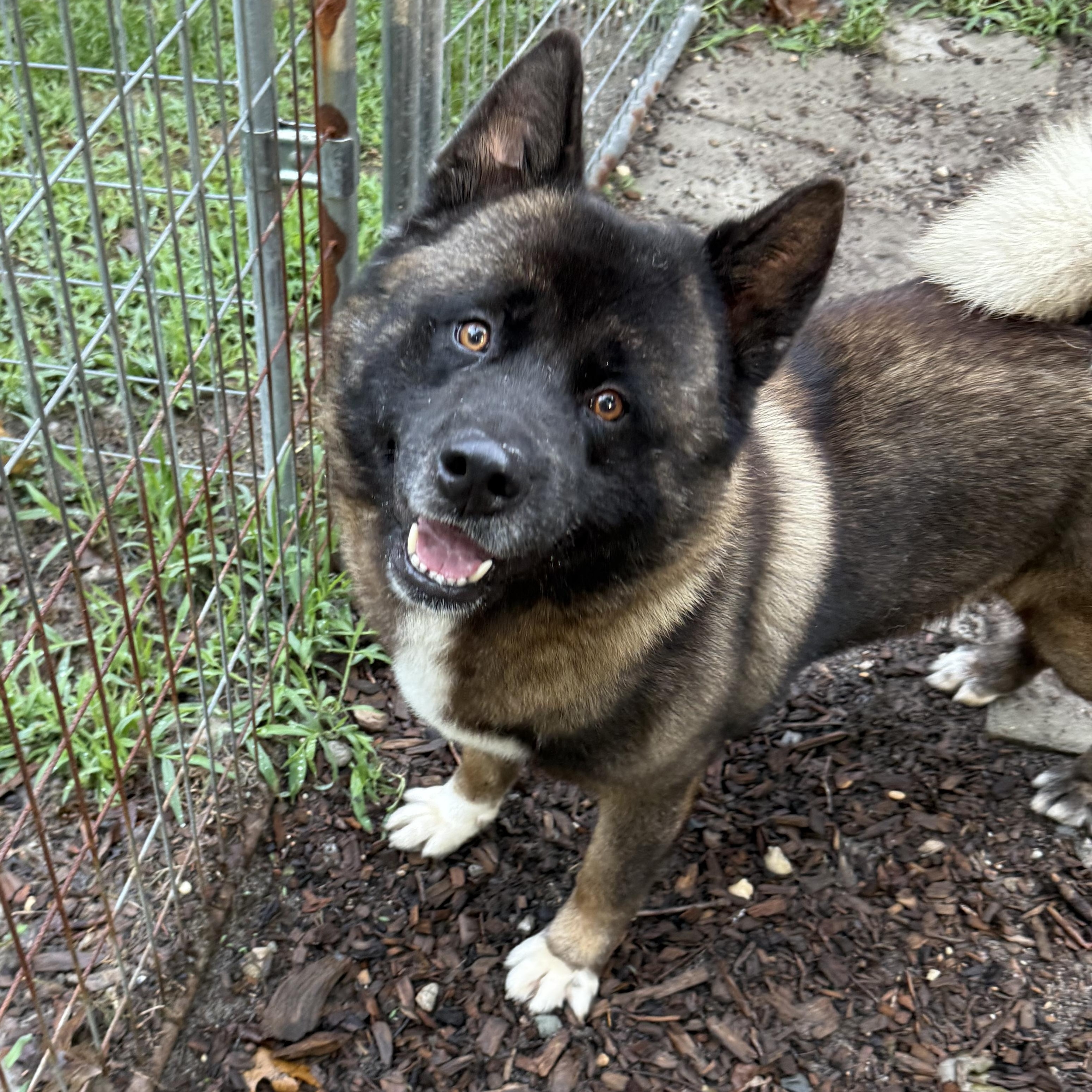 Noah, ADOPTABLE, Adult Male Akita.