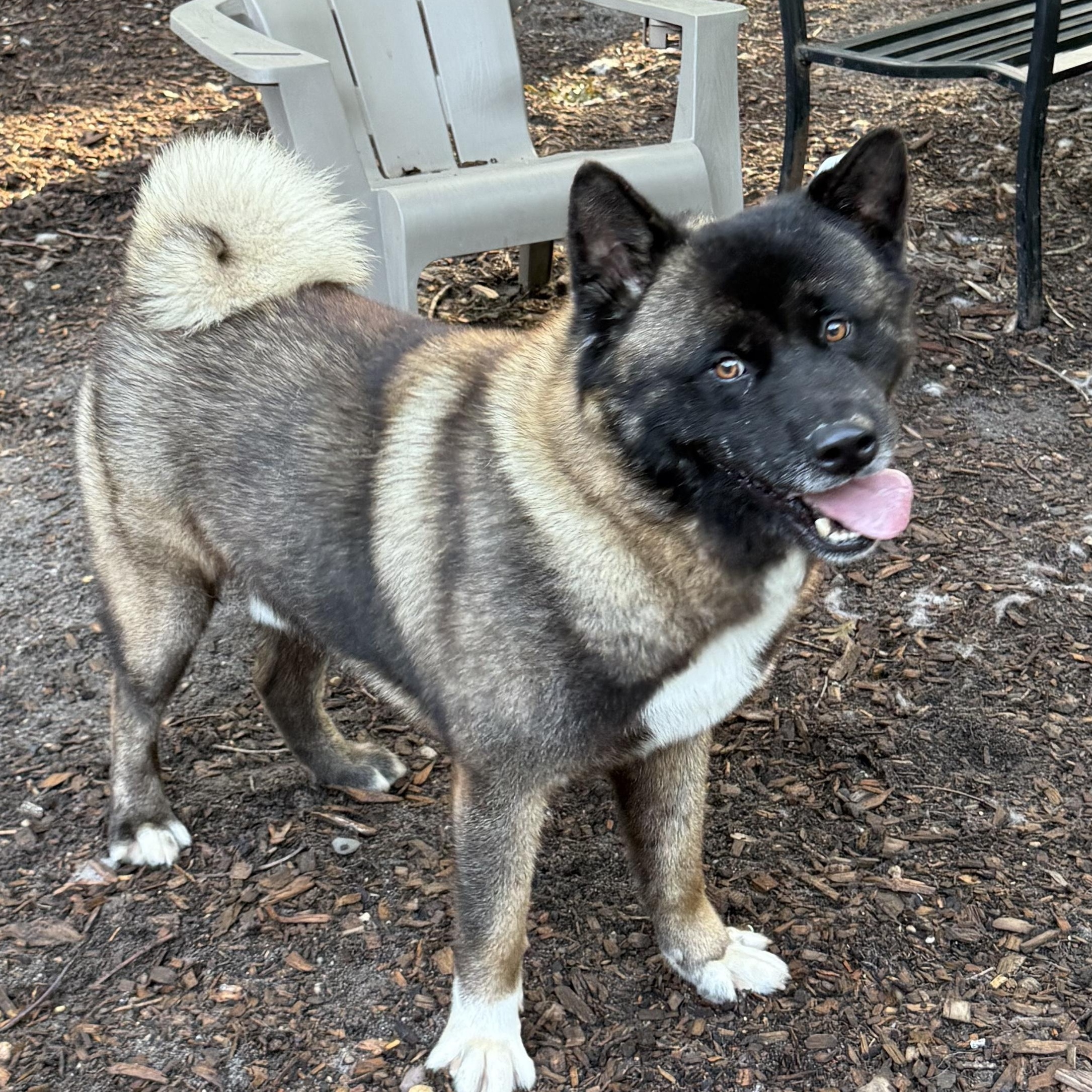 Noah, ADOPTABLE, Adult Male Akita.