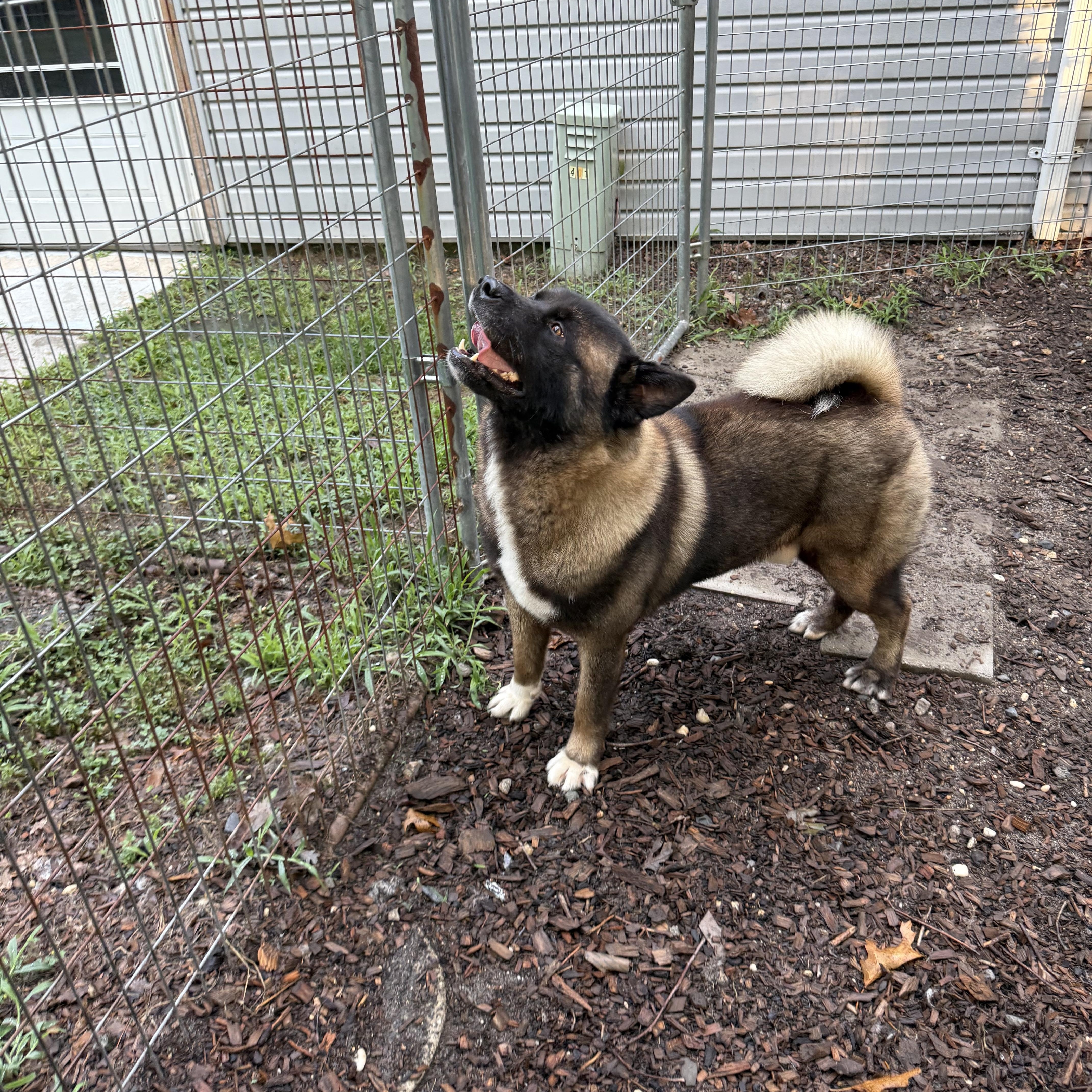 Enlarge Noah, a ADOPTABLE Akita in Toms River, NJ image 5/5