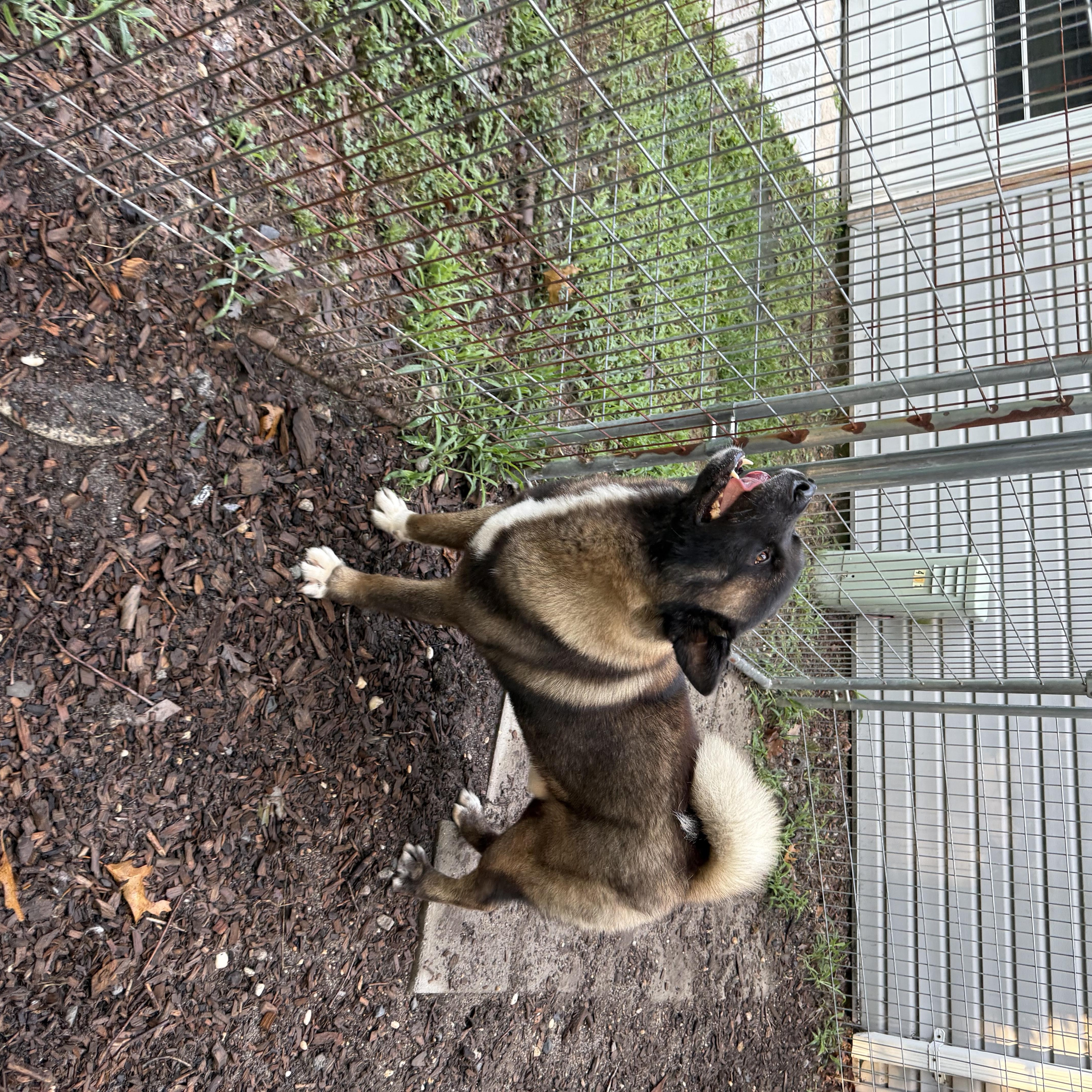 Noah, a ADOPTABLE Akita in Toms River, NJ image 5/5