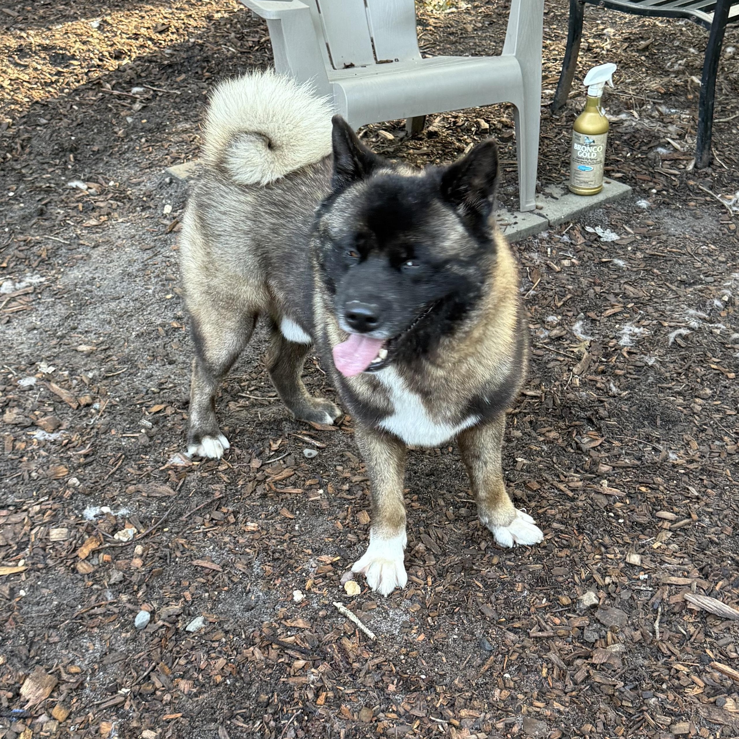 Noah, a ADOPTABLE Akita in Toms River, NJ image 2/5