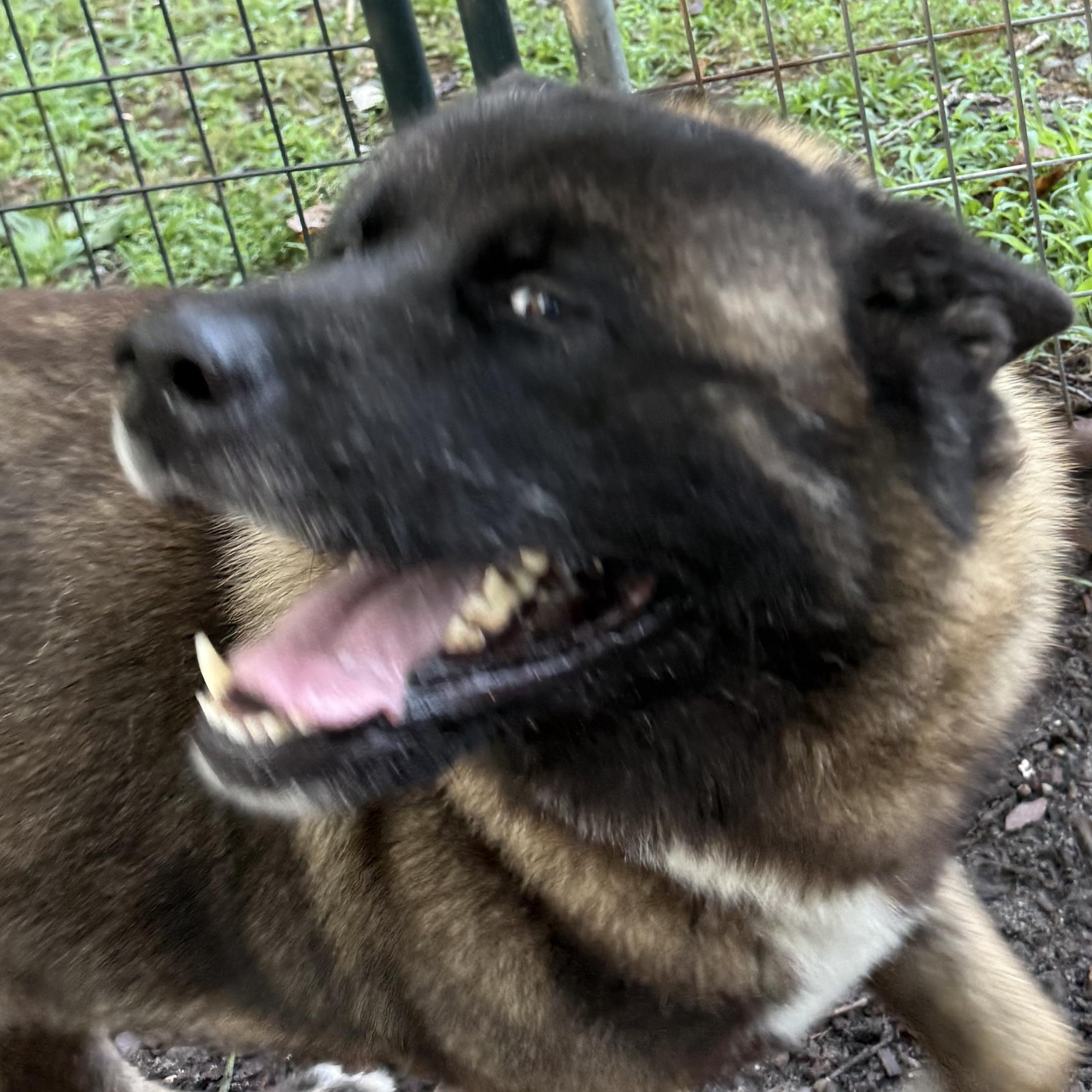 Noah, a ADOPTABLE Akita in Toms River, NJ image 4/5