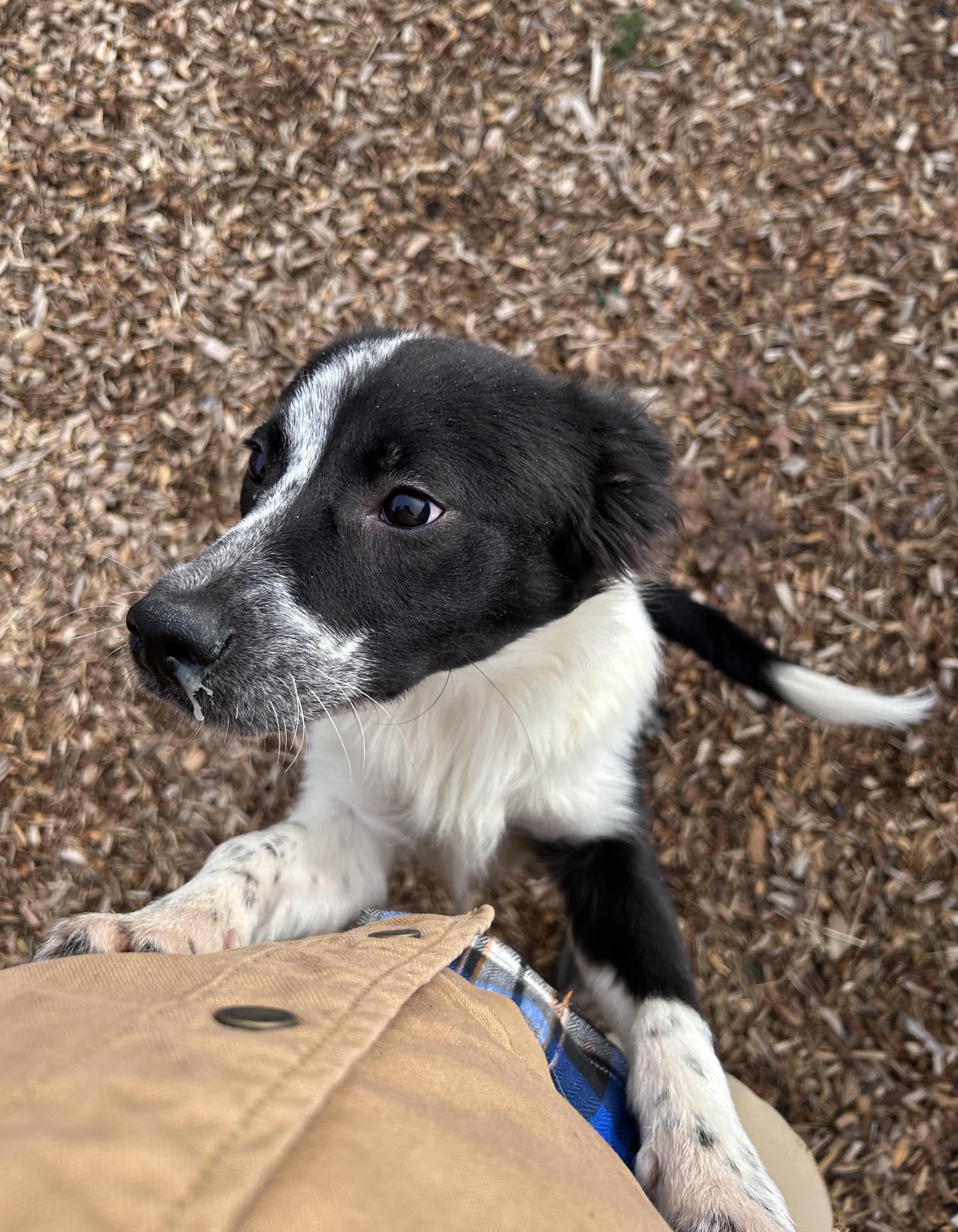 Enlarge Alfie, a ADOPTABLE mixed breed in Abington, PA image 1/4