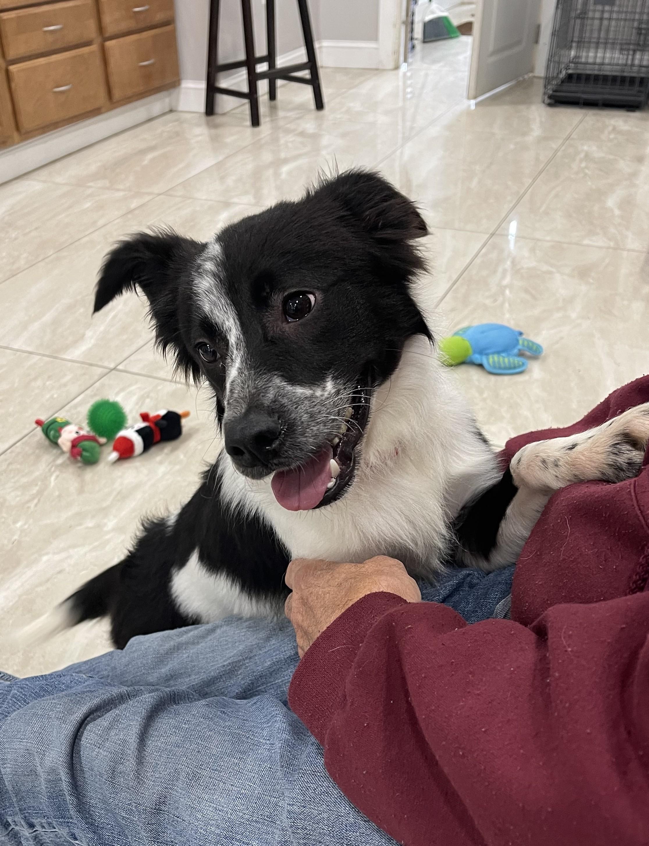 Enlarge Alfie, a ADOPTABLE mixed breed in Abington, PA image 2/4