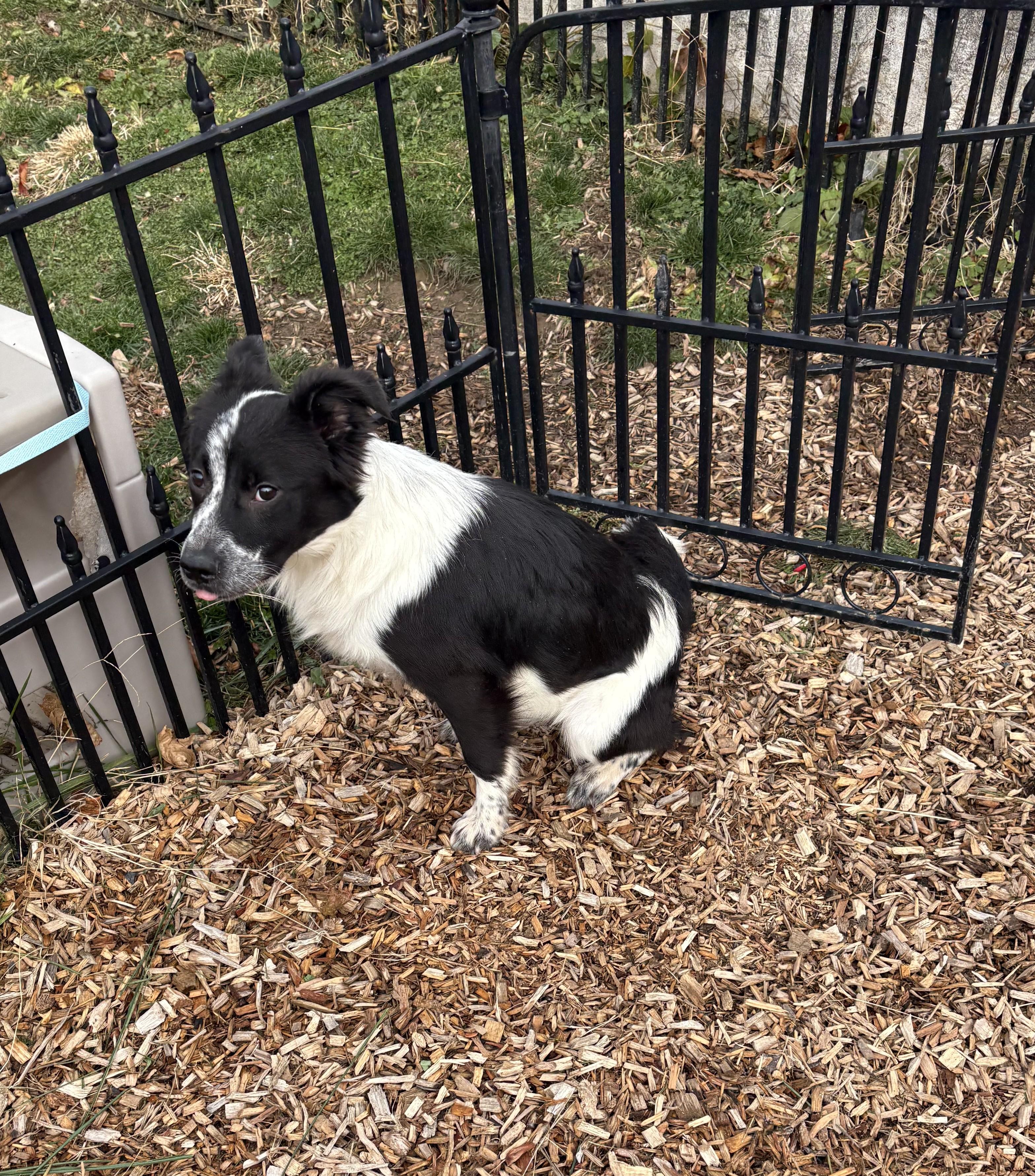 Enlarge Alfie, a ADOPTABLE mixed breed in Abington, PA image 3/4