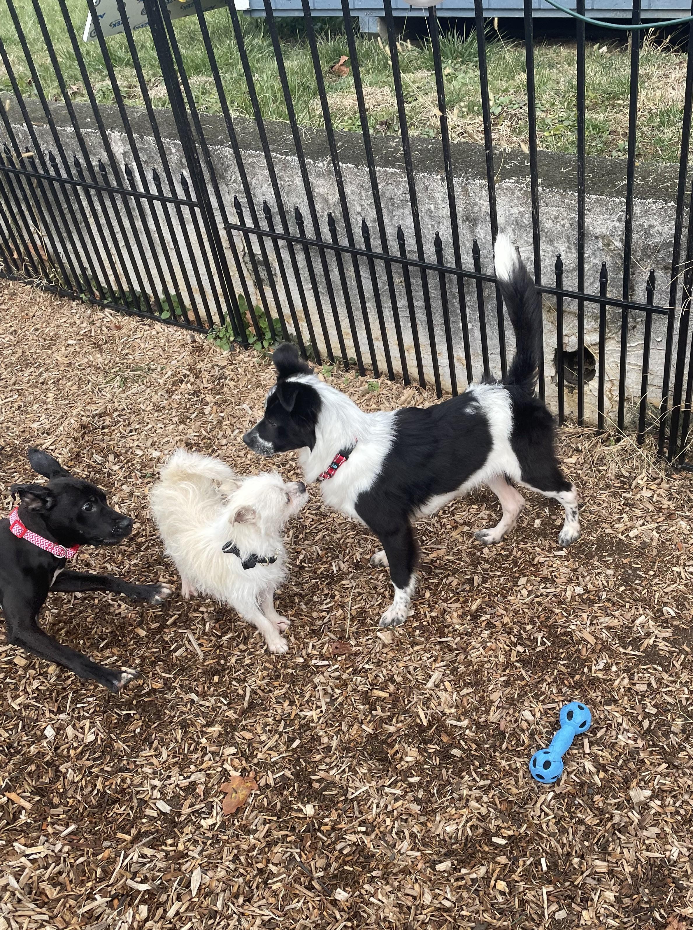 Enlarge Alfie, a ADOPTABLE mixed breed in Abington, PA image 4/4