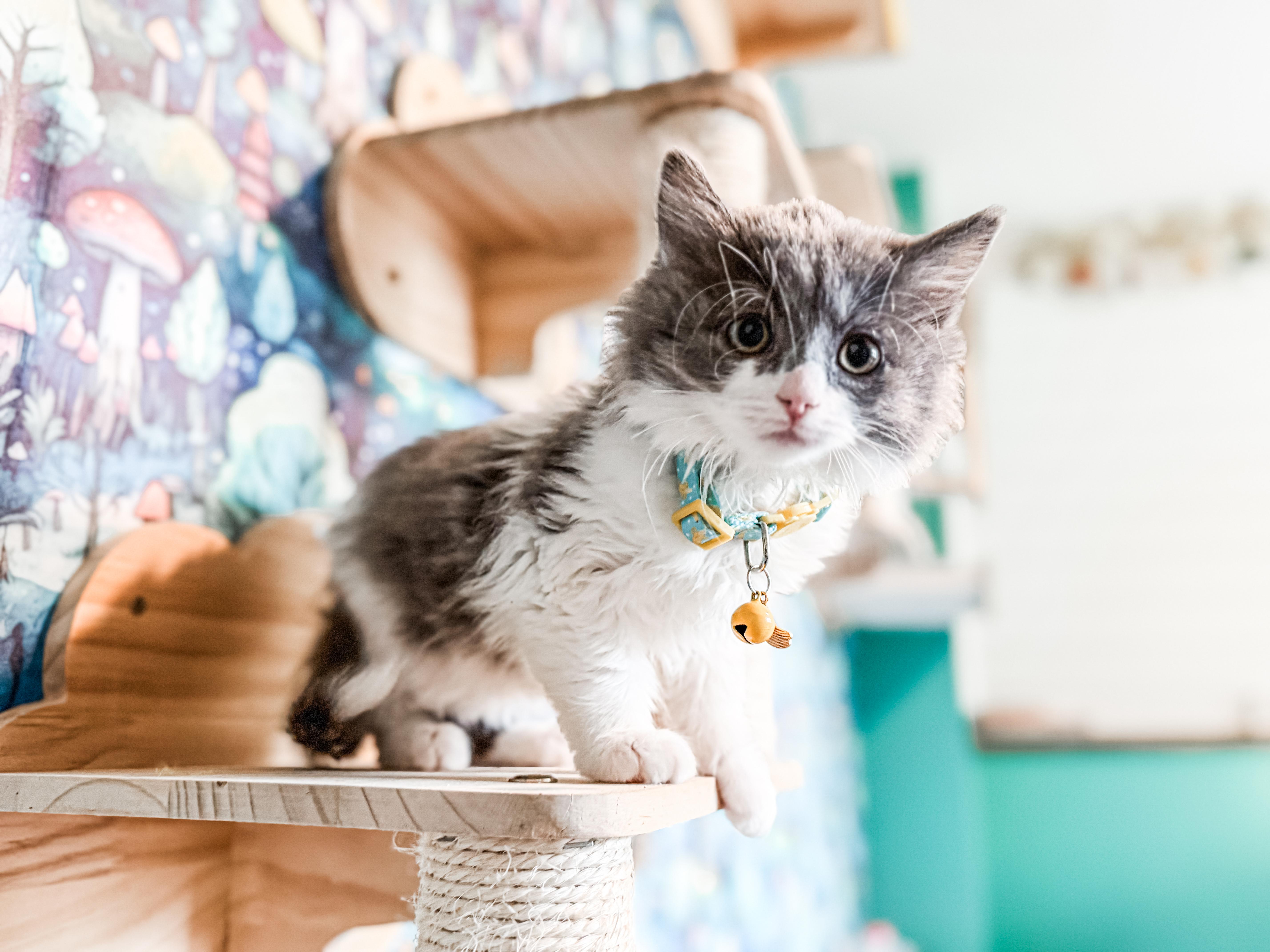Banksy, Adopted, Kitten Female Domestic Long Hair.
