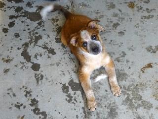 Enlarge Red Baron, an adopted mixed breed in Anaconda, MT image 2/4