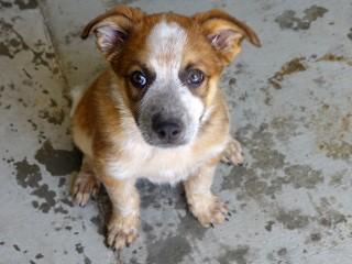 Enlarge Red Baron, an adopted mixed breed in Anaconda, MT image 4/4