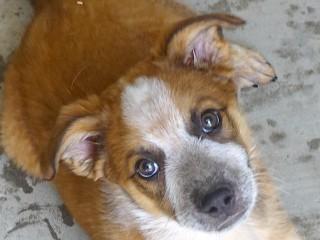 Enlarge Red Baron, an adopted mixed breed in Anaconda, MT image 3/4