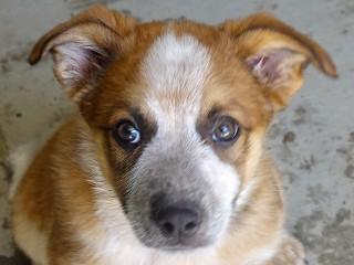 Red Baron, adopted, Young Male Cattle Dog & Australian Cattle Dog / Blue Heeler.