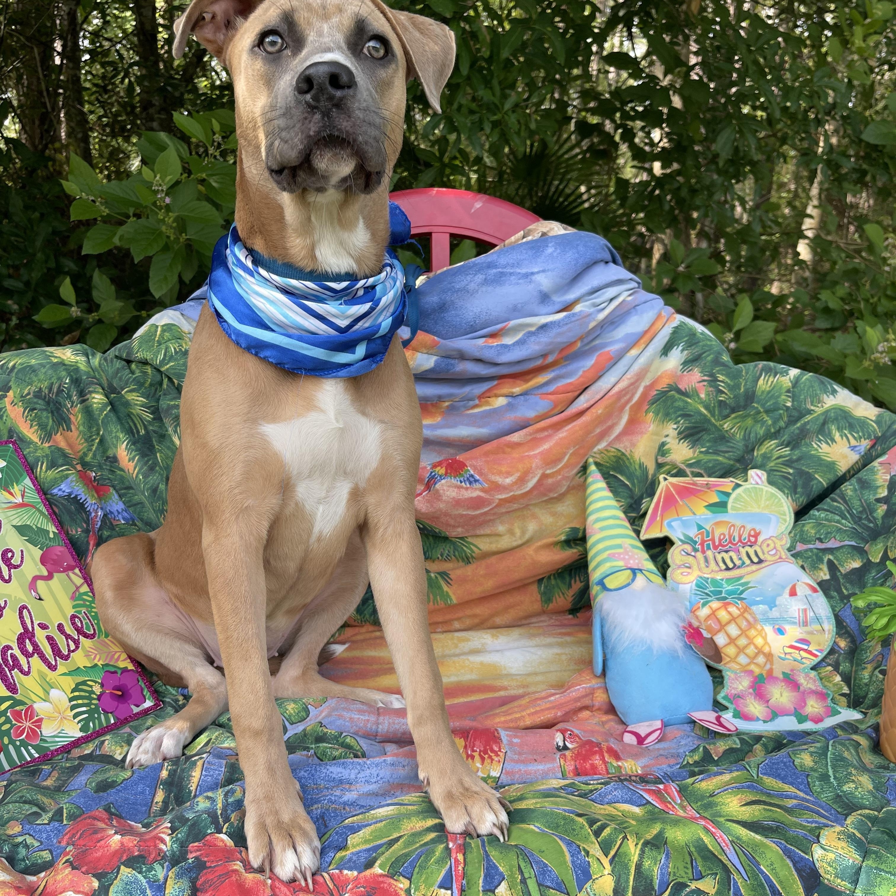 Enlarge Lorida, a Adoptable mixed breed in Sebring, FL image 3/5