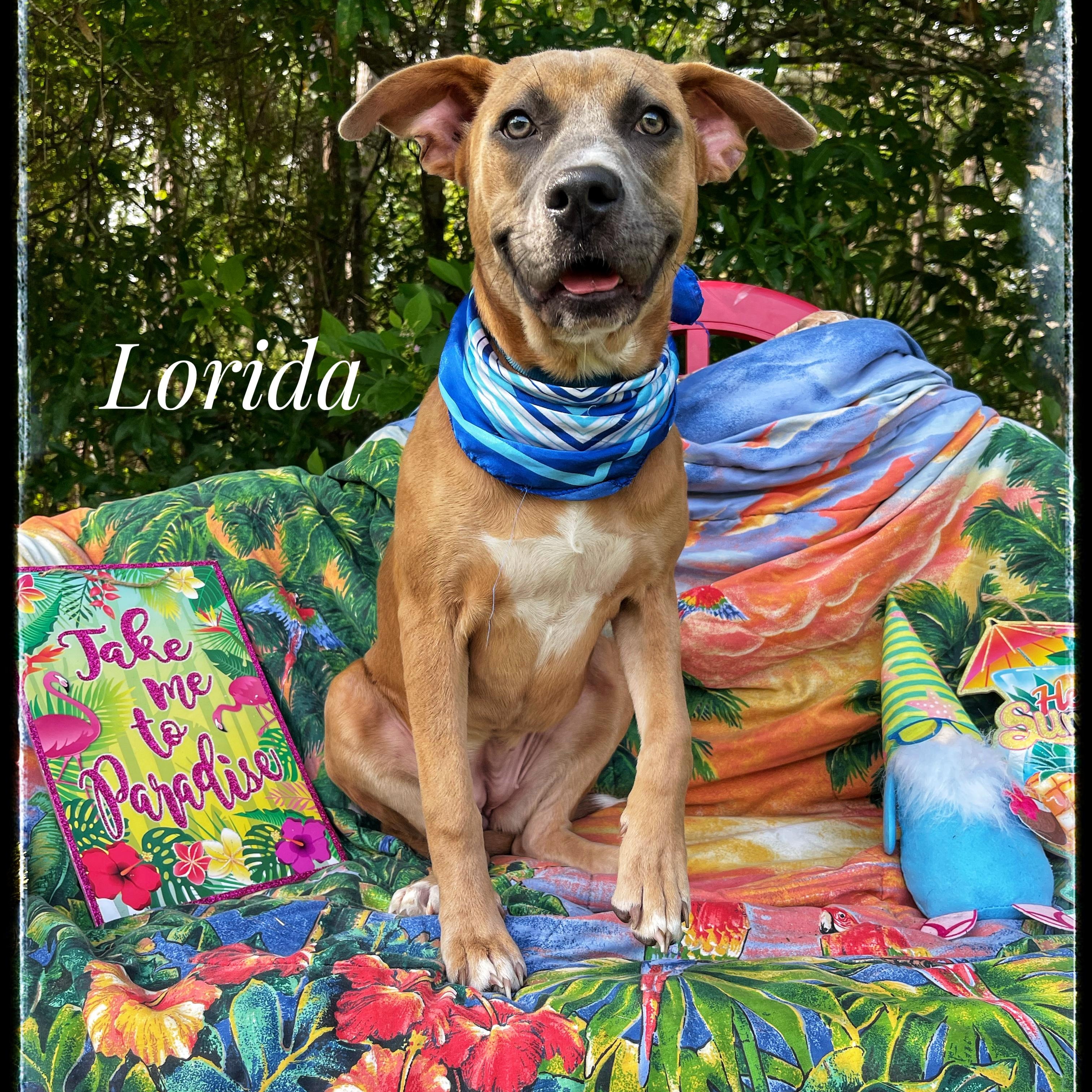 Lorida, Adoptable, Young Female Black Mouth Cur.
