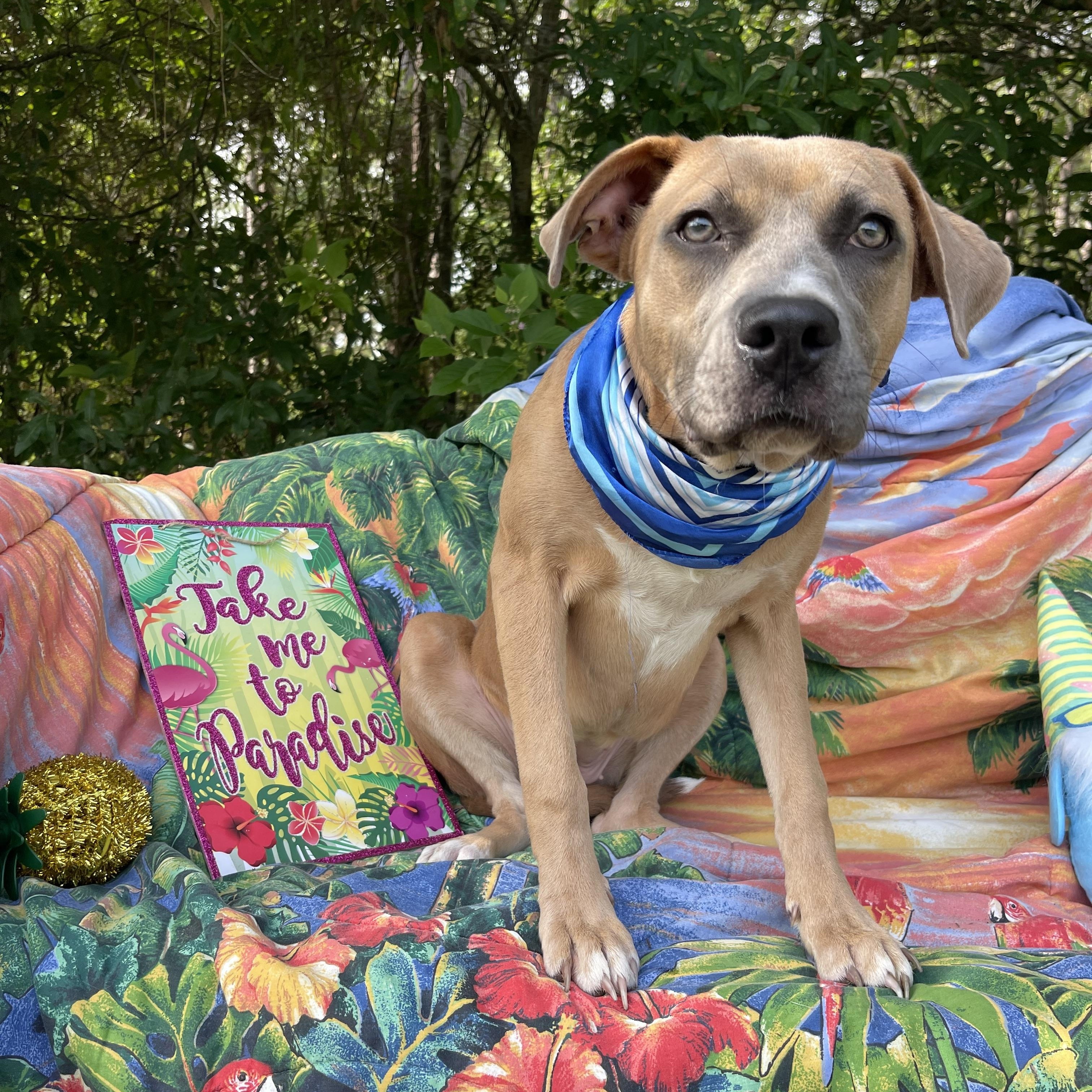 Enlarge Lorida, a Adoptable mixed breed in Sebring, FL image 4/5