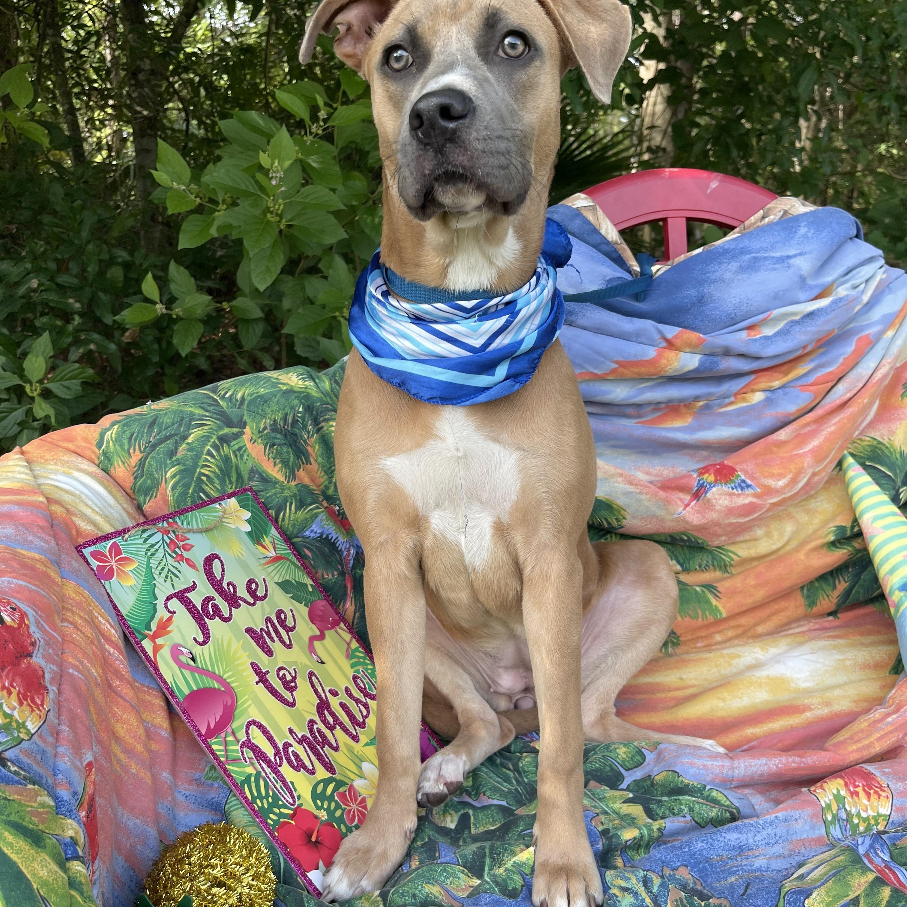 Enlarge Lorida, a Adoptable mixed breed in Sebring, FL image 5/5