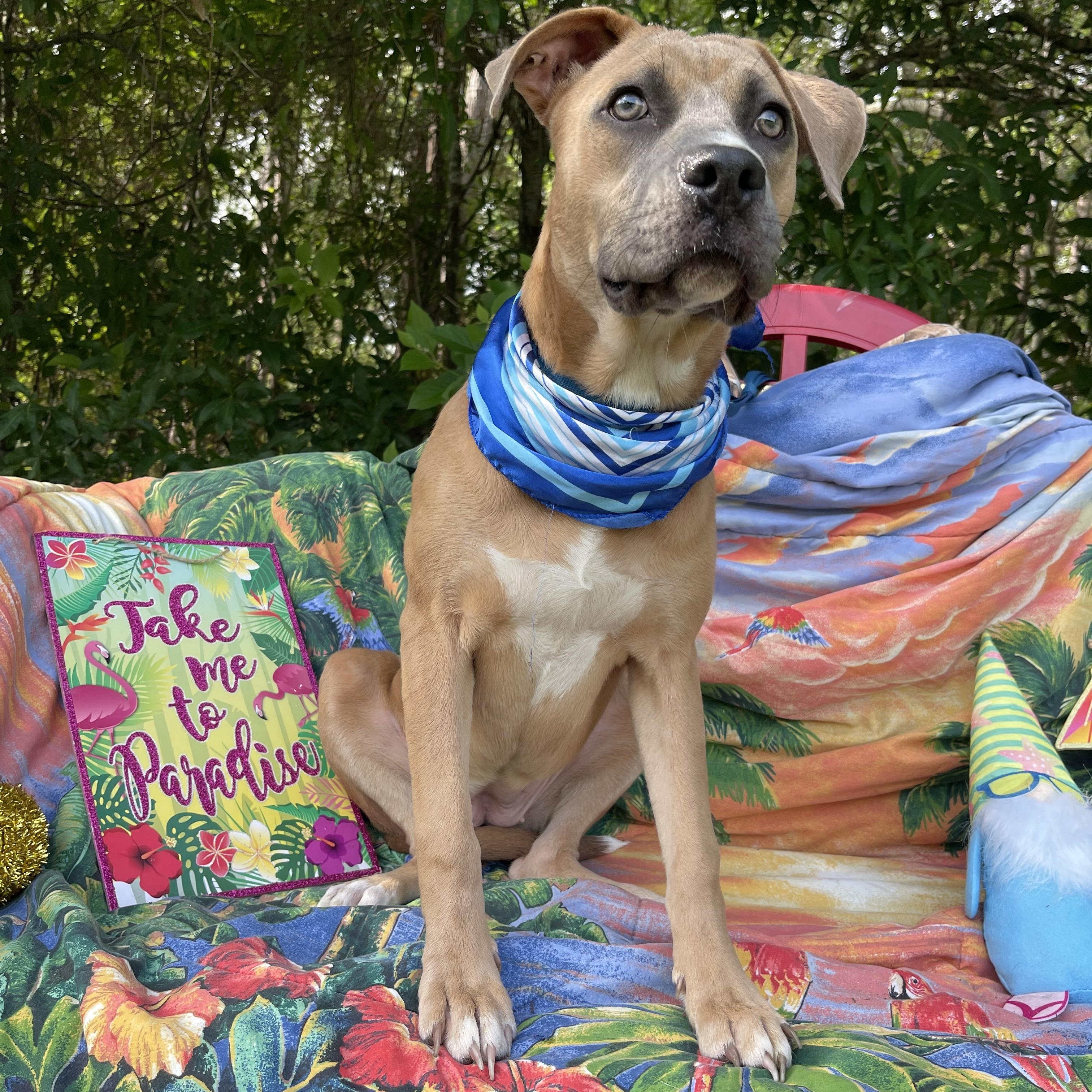 Enlarge Lorida, a Adoptable mixed breed in Sebring, FL image 2/5