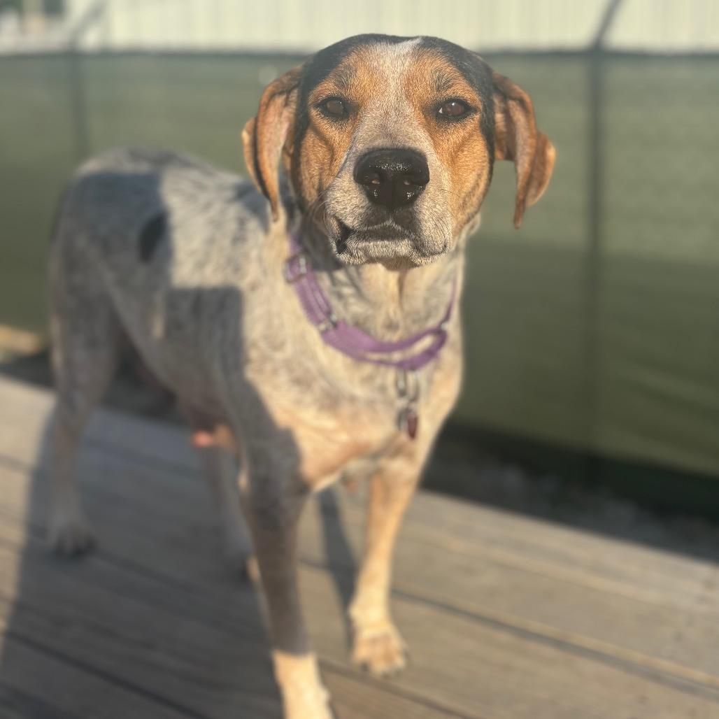 Enlarge Jewel/Mom, a Adoptable Bluetick Coonhound in St. Peters, MO image 1/6