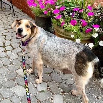 Enlarge Jewel/Mom, a Adoptable Bluetick Coonhound in St. Peters, MO image 2/6