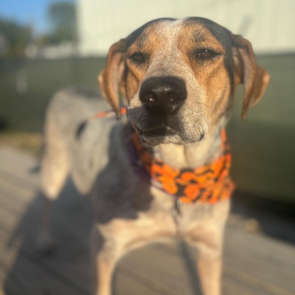 Enlarge Jewel/Mom, a Adoptable Bluetick Coonhound in St. Peters, MO image 3/6