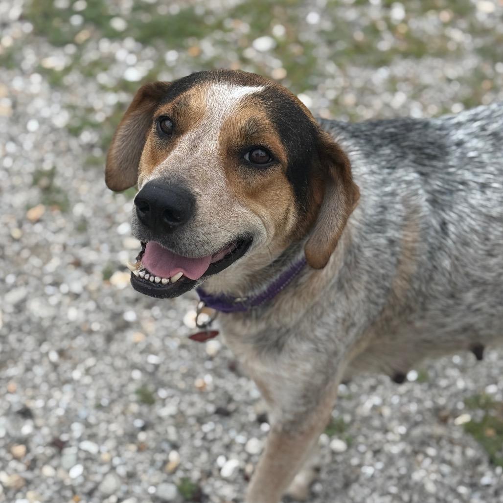 Enlarge Jewel/Mom, a Adoptable Bluetick Coonhound in St. Peters, MO image 4/6