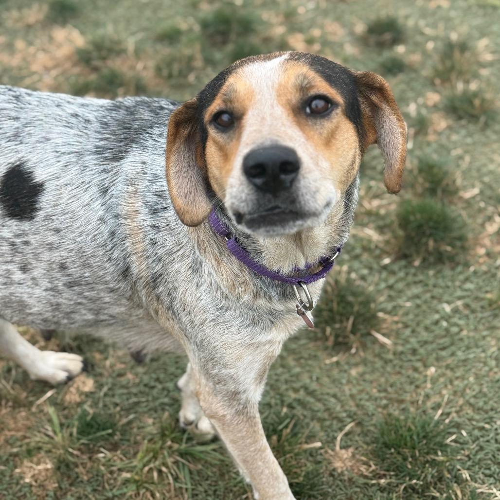 Enlarge Jewel/Mom, a Adoptable Bluetick Coonhound in St. Peters, MO image 5/6