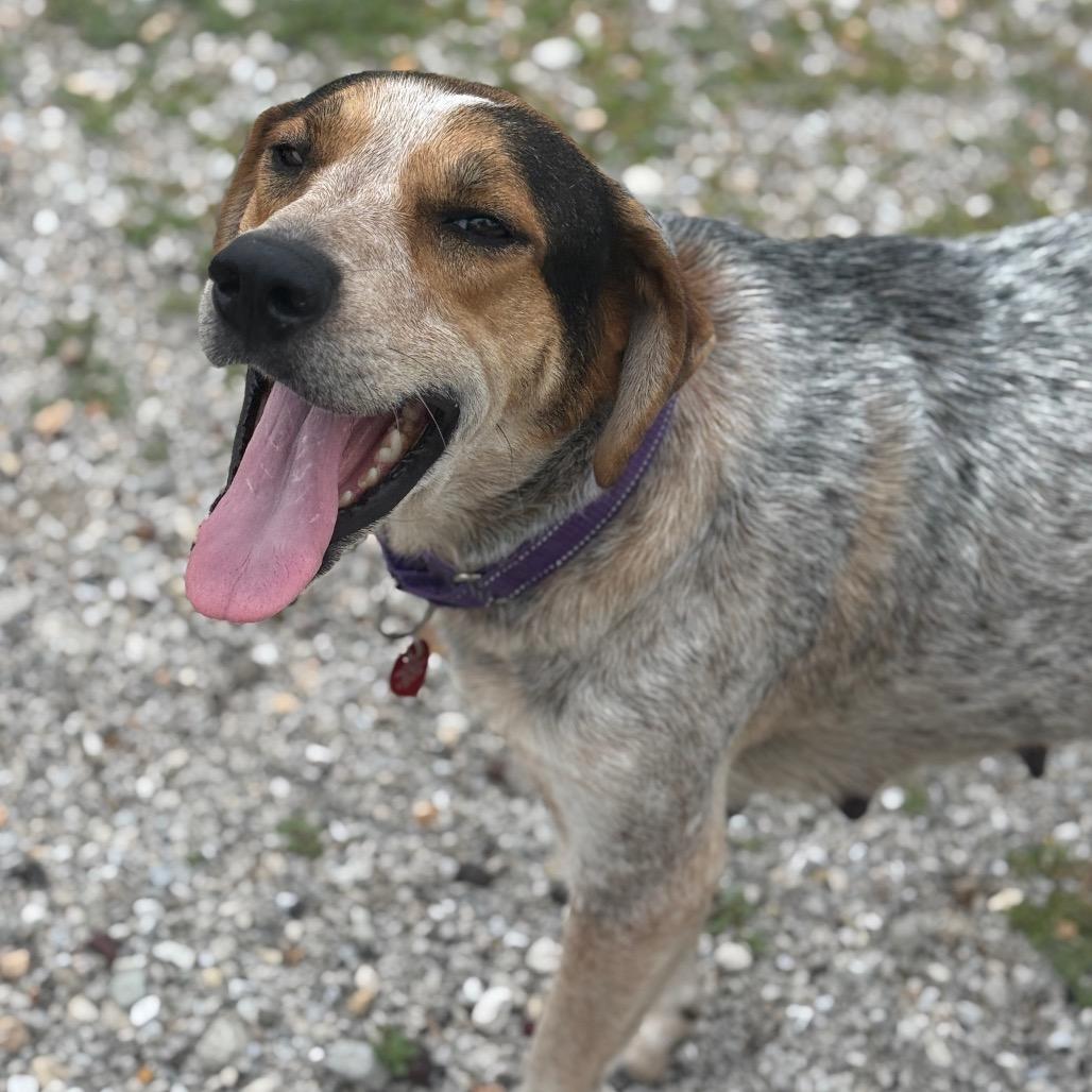 Enlarge Jewel/Mom, a Adoptable Bluetick Coonhound in St. Peters, MO image 6/6