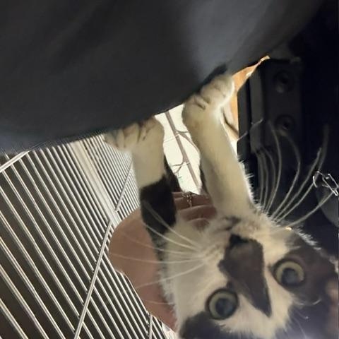 Enlarge Sporty Spice, an adopted Domestic Short Hair in Dinwiddie, VA image 2/2