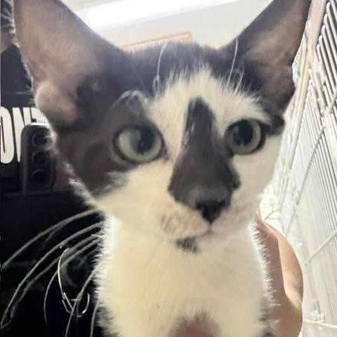 Sporty Spice, adopted, Kitten Female Domestic Short Hair.