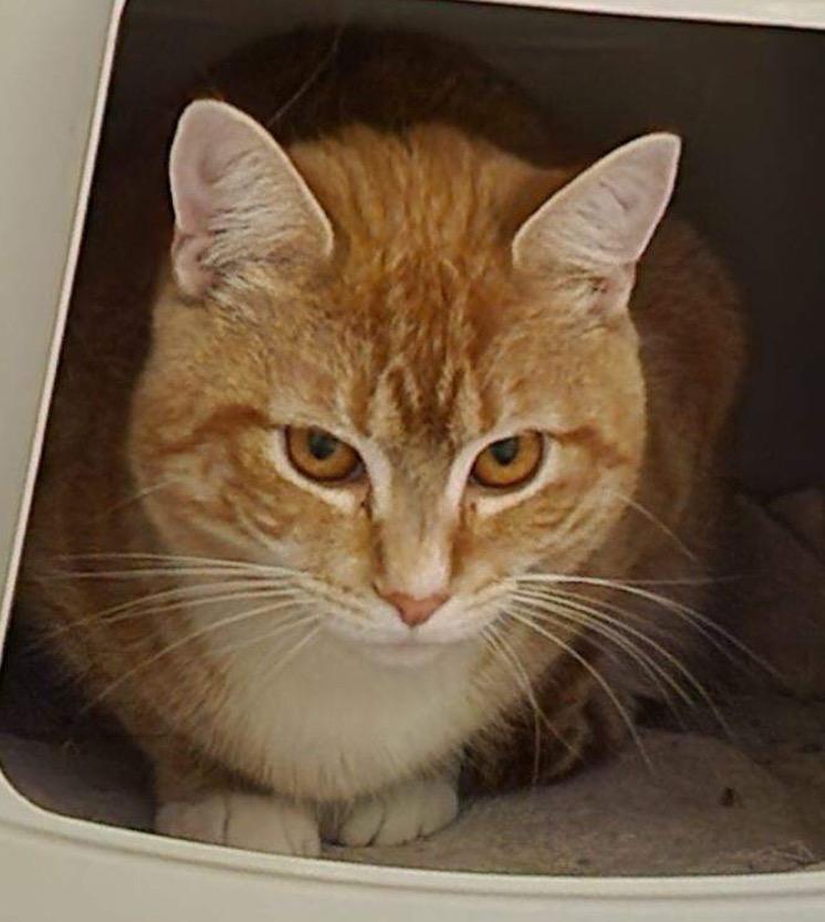 Enlarge HURLEY, a Adoptable mixed breed in Muskegon, MI image 1/6