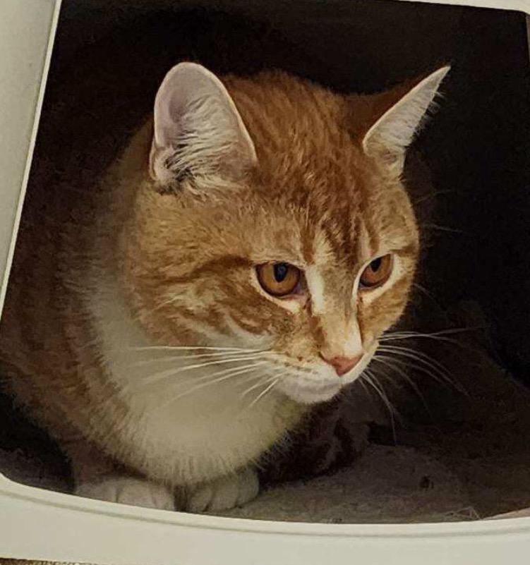 Enlarge HURLEY, a Adoptable mixed breed in Muskegon, MI image 2/6