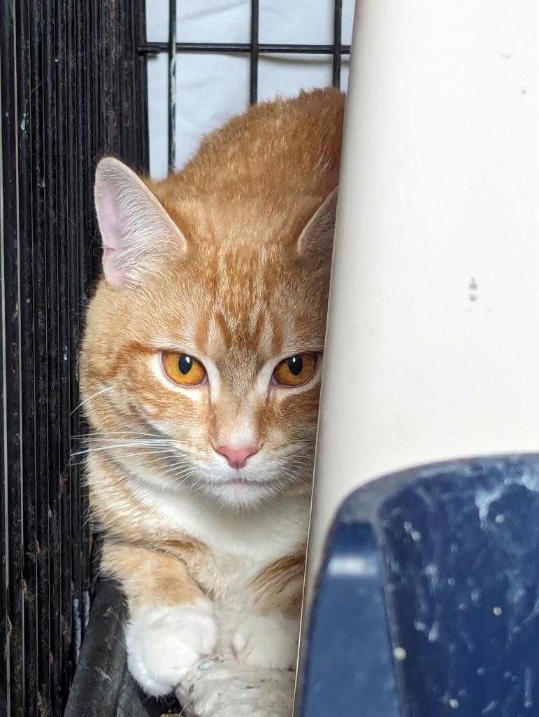 Enlarge HURLEY, a Adoptable mixed breed in Muskegon, MI image 3/6