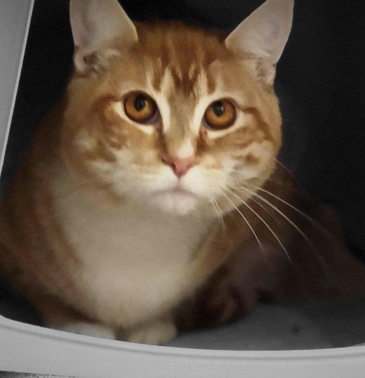 Enlarge HURLEY, a Adoptable mixed breed in Muskegon, MI image 2/6