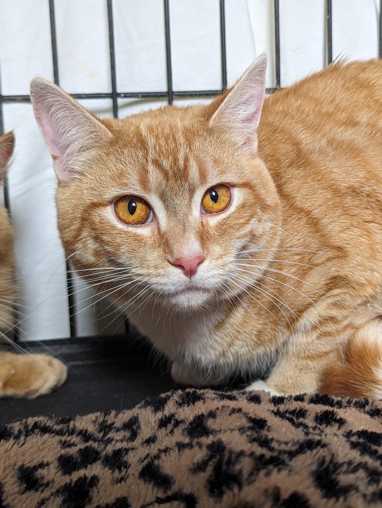 Enlarge HURLEY, a Adoptable mixed breed in Muskegon, MI image 3/6