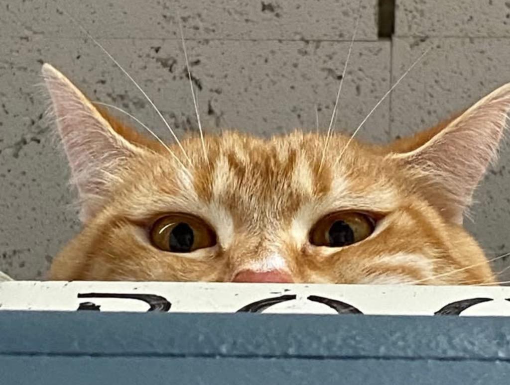 Enlarge HURLEY, a Adoptable mixed breed in Muskegon, MI image 4/6