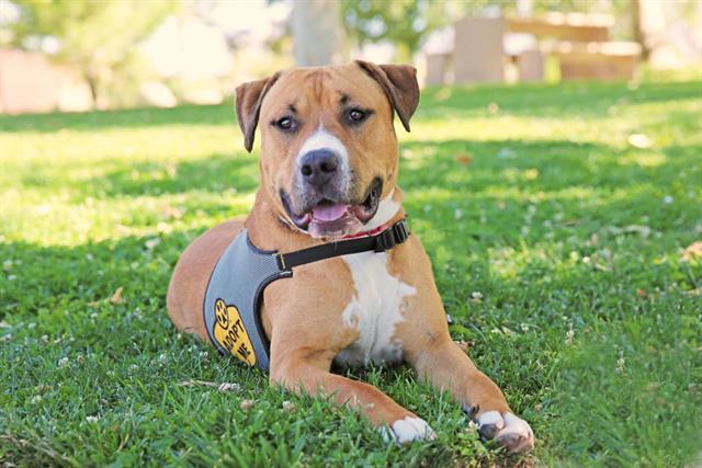 Enlarge ZORRO, a Adoptable mixed breed in Albuquerque, NM image 1/1