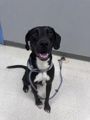 Lucy, Adoptable, Adult Female Retriever & Mixed Breed.
