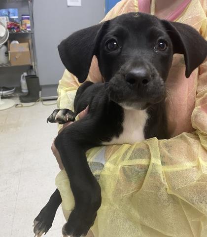 Enlarge Lucy, a Adoptable mixed breed in Gulfport, MS image 2/2