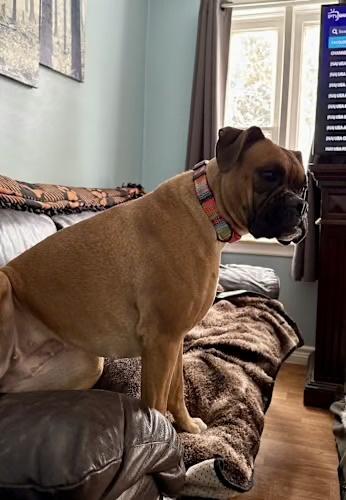 Keisha - COURTESY Post, ADOPTABLE, Adult Female Boxer.