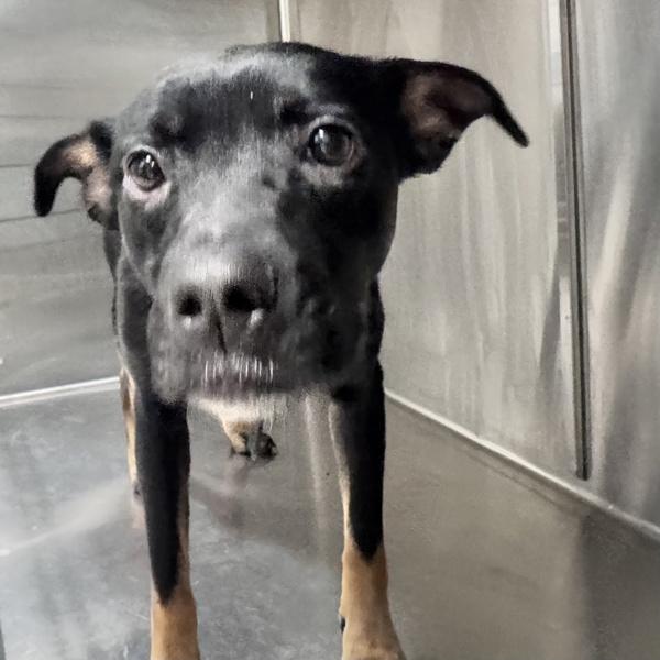 Zanaree, Adoptable, Young Female Terrier.