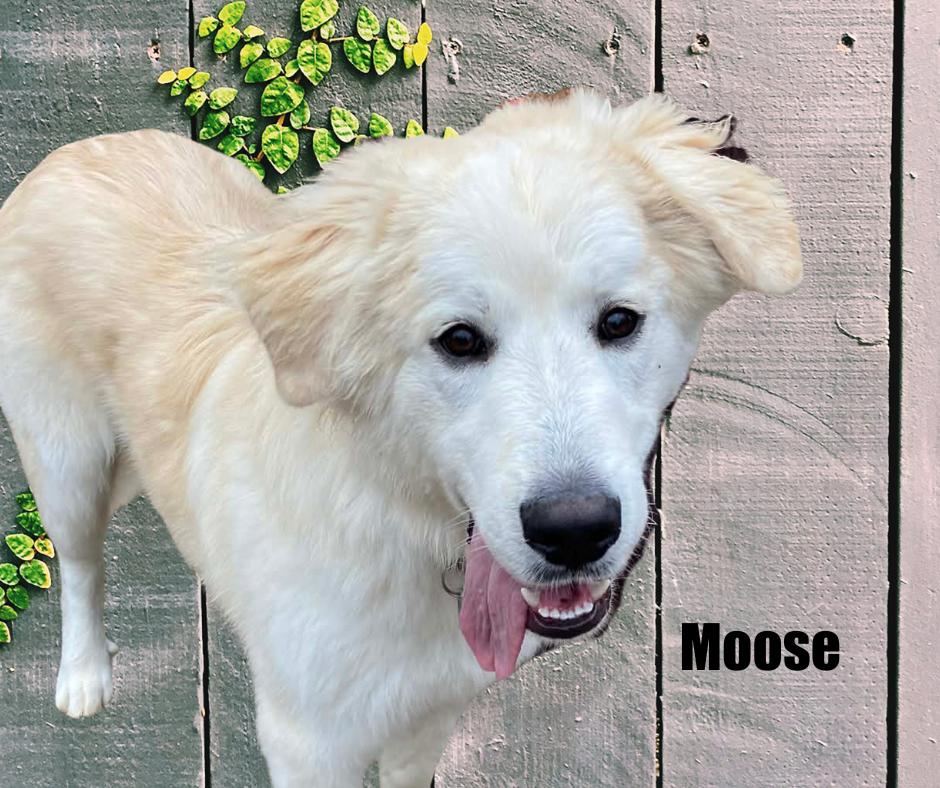 Enlarge Moose, a ADOPTABLE mixed breed in Marshville, NC image 2/2