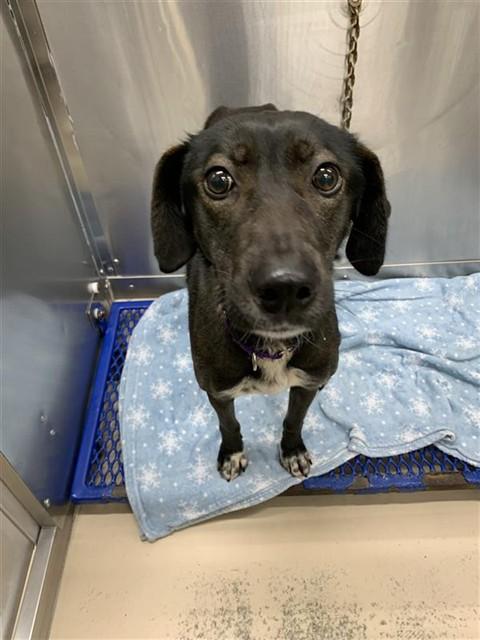 Enlarge SKY, a Adoptable mixed breed in Fairbanks, AK image 1/1