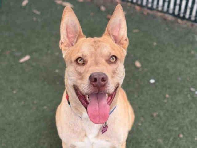 BRUNO, Adoptable, Adult Male Pit Bull Terrier & Mixed Breed.