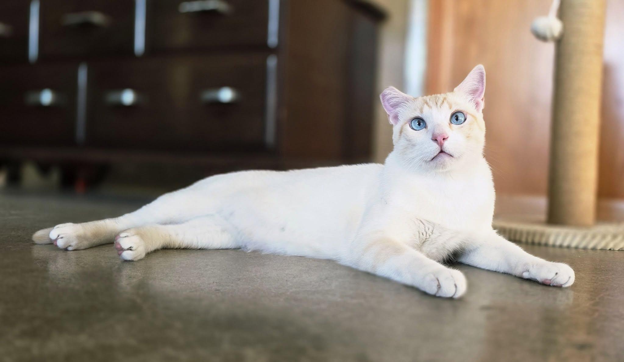Fuego, ADOPTABLE, Adult Male Siamese.