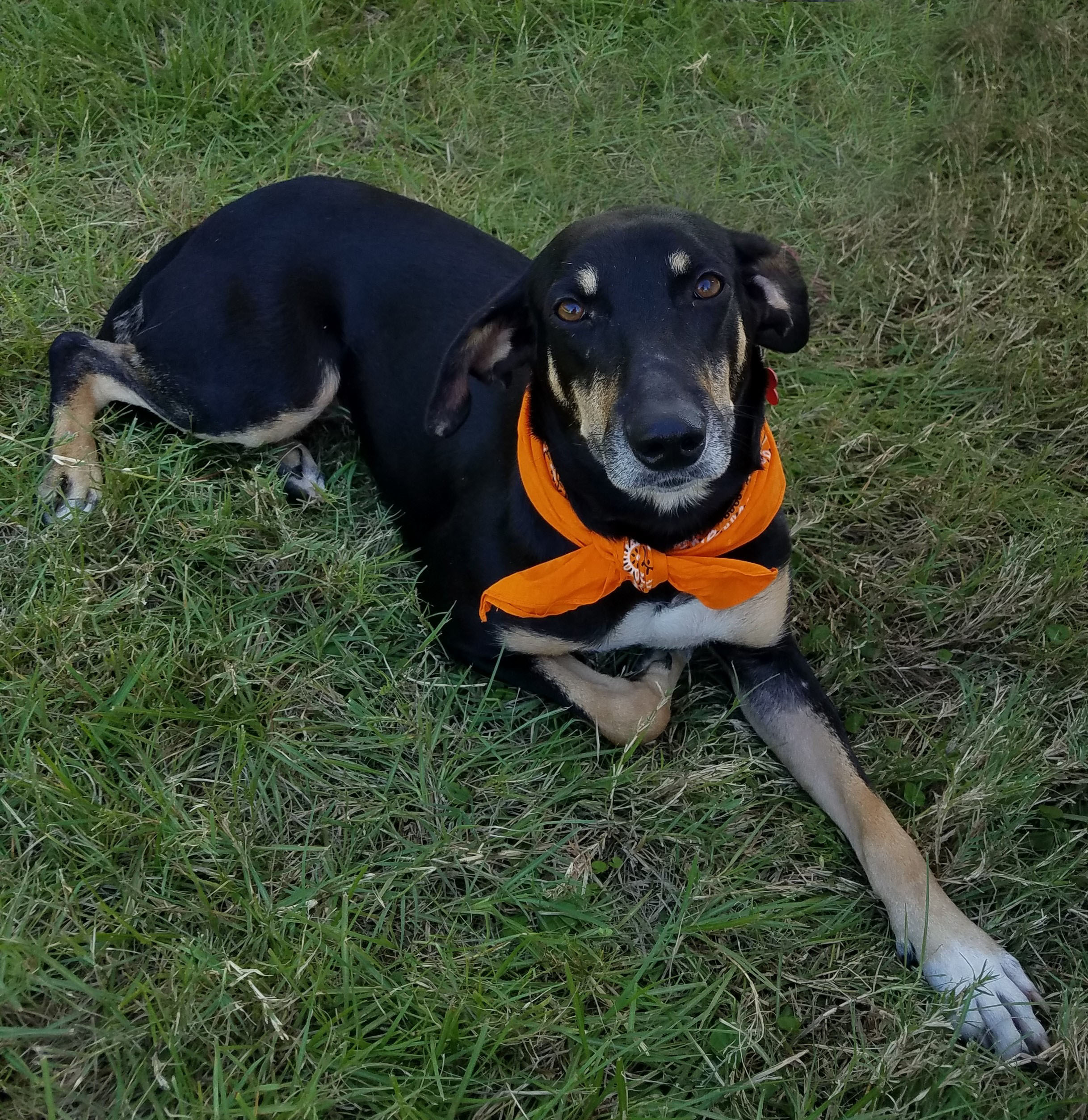 Enlarge Noelle, a Adoptable mixed breed in Plantersville, TX image 1/10