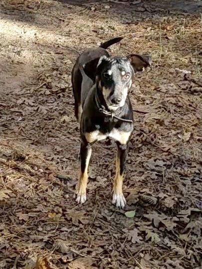 Enlarge Noelle, a Adoptable mixed breed in Plantersville, TX image 3/10