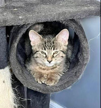 Diesel, ADOPTABLE, Kitten Male Domestic Short Hair.