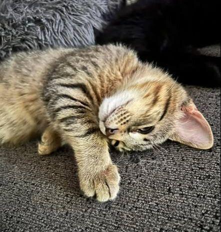 Enlarge Diesel, a ADOPTABLE Domestic Short Hair in Mississauga, ON image 2/2